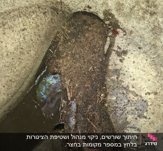 שורשים ולכלוך בתוך צינור ביוב